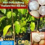 Dukong duku tanpa biji