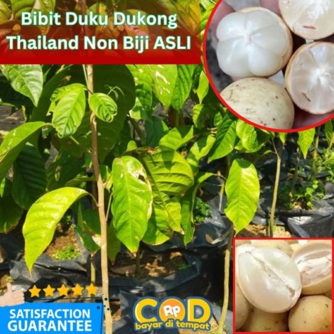 Dukong duku tanpa biji