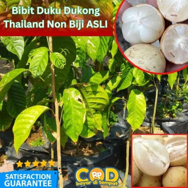Duku Tanpa Biji Thailand - Dukong