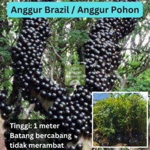 Anggur Brazil Anggur Pohon (1)