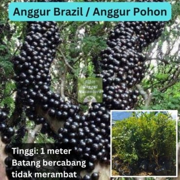 Anggur Brazil Anggur Pohon (1)