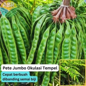 pete jumbo okulasi tempel tunas