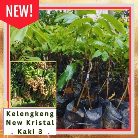 Kelengkeng