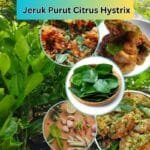 Jeruk Purut Citrus