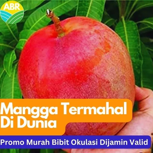 bibit buah mangga miyazaki okulasi