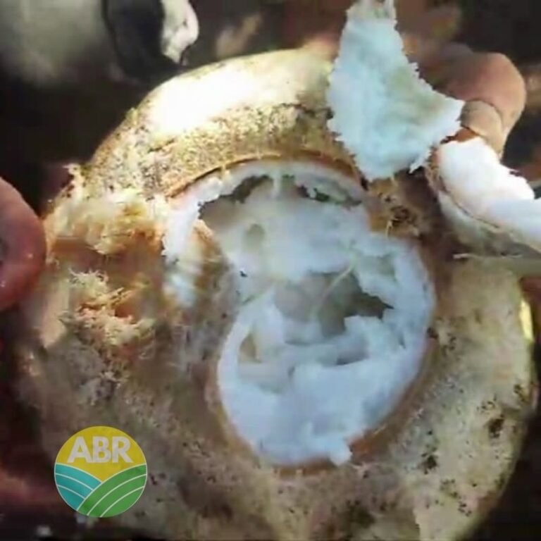 Buah kelapa kopyor full daging